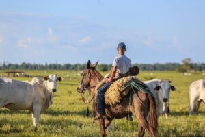 A cowboy on horseback manages cattle on a sunny farm in Pará, Brazil.